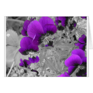Effet Pansy