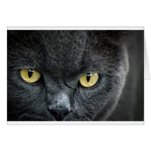 Effrayant oeil de chat