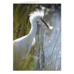 Egret neigeux