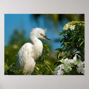 Egret neigeux avec fleurs Imprimer ou poster