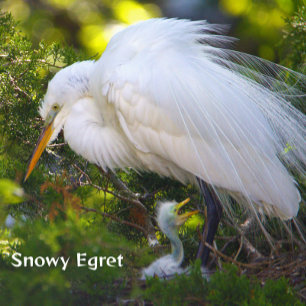 Egret neigeux avec puzzle bébé