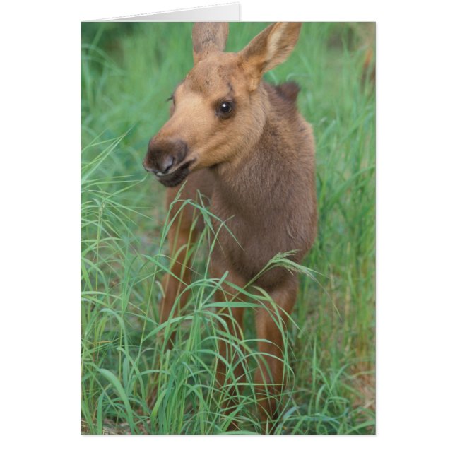 élan, Alces alces, nouveau-né debout (Devant)