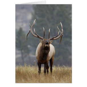 Élan buglant, parc national de Yellowstone, Wyomin