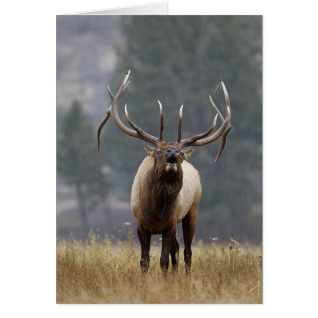 Élan buglant, parc national de Yellowstone, Wyomin (Devant)