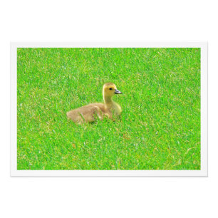 Élargissement de la photo