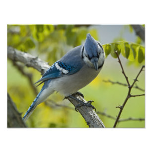 Élargissement de la photo Blue Jay