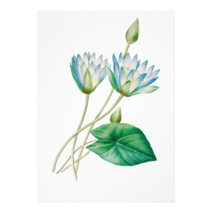 Élargissement de la photo de lotus égyptien vintag