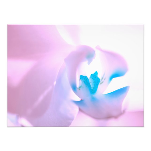 Élargissement de la photo d'orchidée rose doux (Devant)