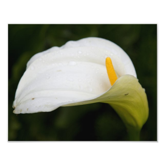 Élargissement de la photo en satin blanc (Devant)