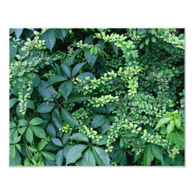 Élargissement de la photo finale de 14 po x 11 po (Devant)