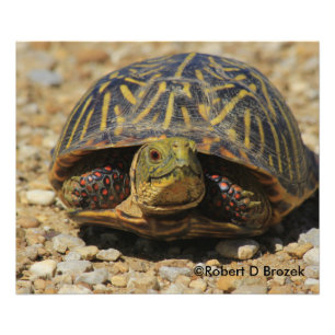 Élargissement de photo de tortue de Shell de boî