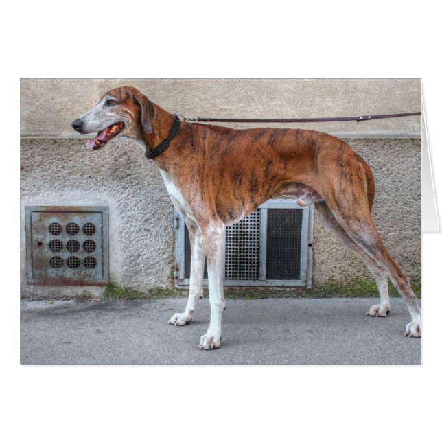 Elder Brindle Greyhound (Devant horizontal)