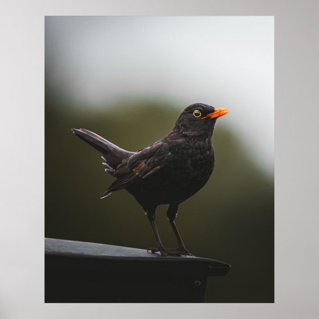 Elegance of the Common Blackbird Fine Art Poster (Devant)