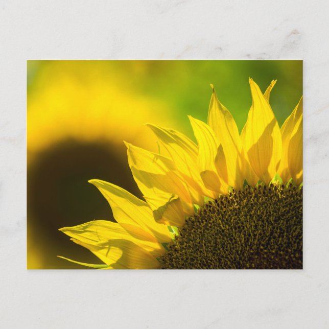 Élégance tournesol carte postale (Devant)