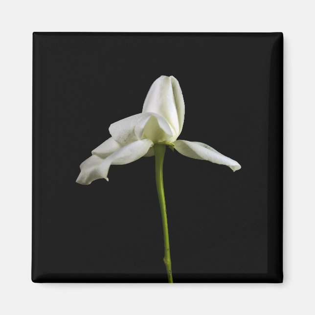 Élégant aimant Rose (Devant)