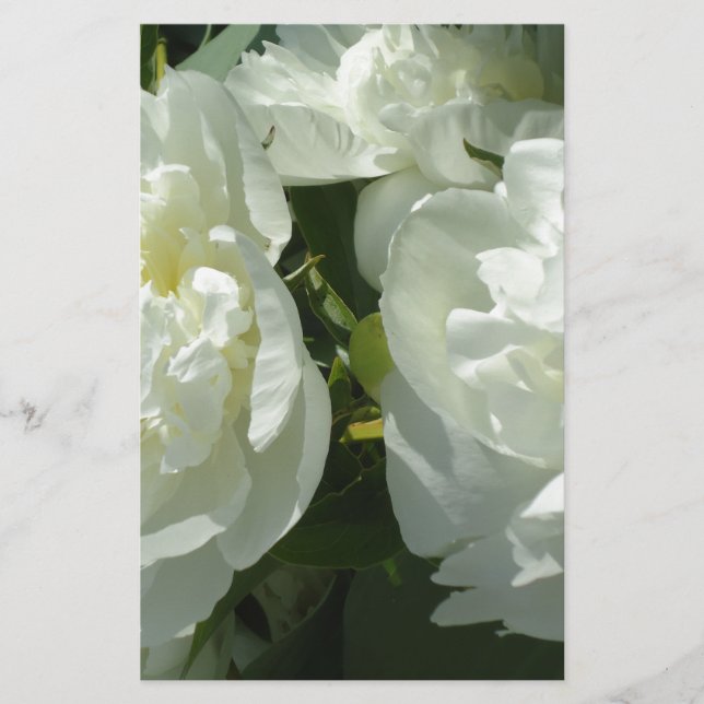 Elégant blanc peony floral blanc photo (Devant)