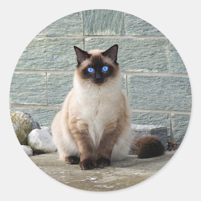 Élégant chat siamois Photo Classic Sticker rond (Devant)