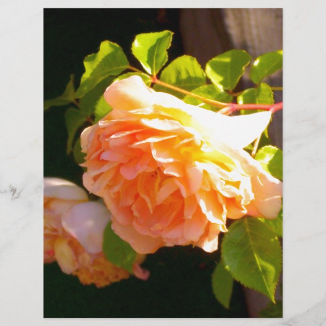 Elégant classique pêche orange rose floral (Devant)