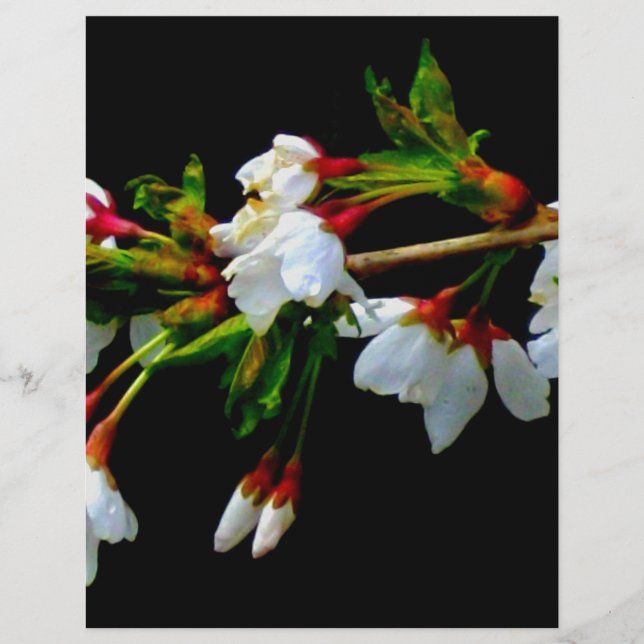 Élégant noir blanc fleuri blanc Blossom (Devant)