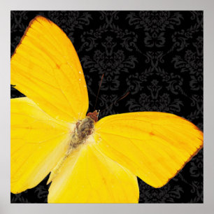 Elégant Papillon jaune Noir Damas Poster