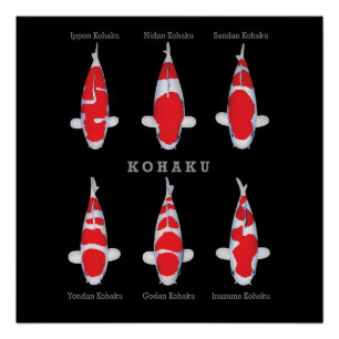 Elégant Poster de Poisson Koi - Déco Artistique et