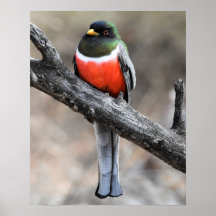 Elégant Poster Trogon