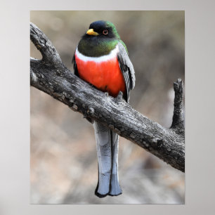 Elégant Poster Trogon