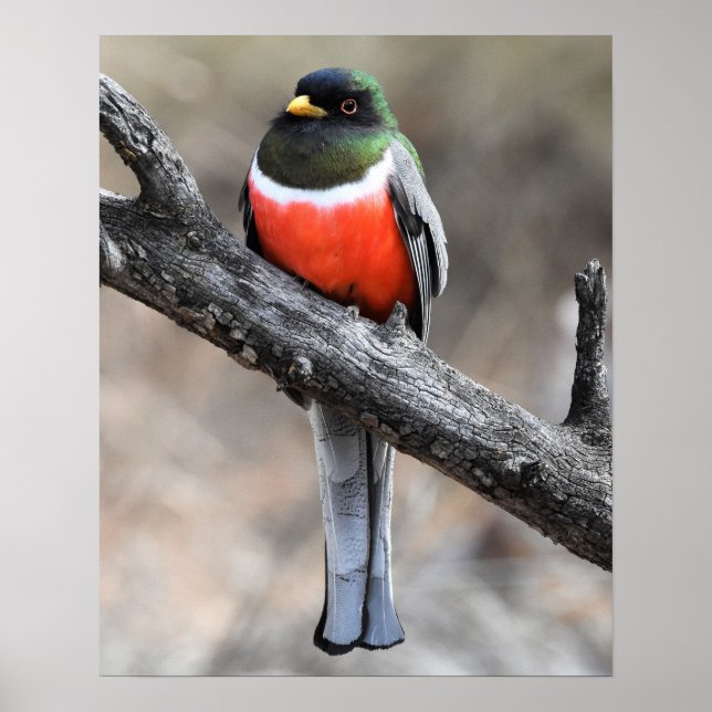 Elégant Poster Trogon (Devant)