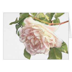 Elégant rose à fleurs blanc peachy orange foncé