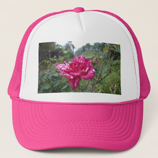 Élégant Rose à rayures rose et blanc, Casquette de (Devant)