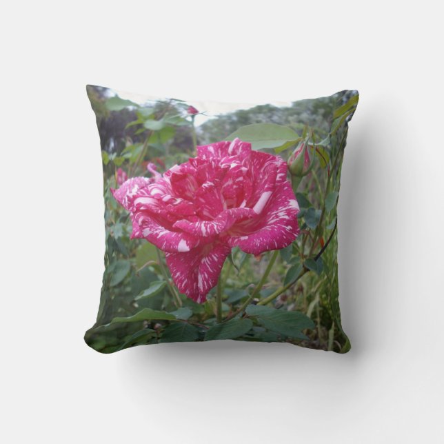 Élégant Rose À Rayures Roses Et Blanches, Coussin (Recto)