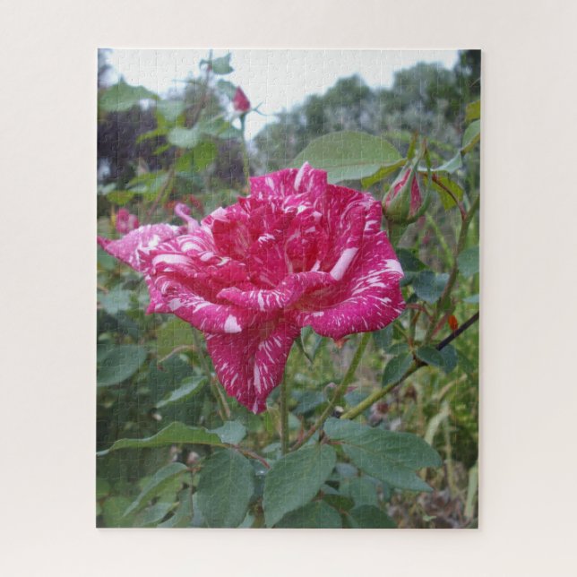 Élégant Rose à rayures roses et blanches, Puzzle J (Vertical)