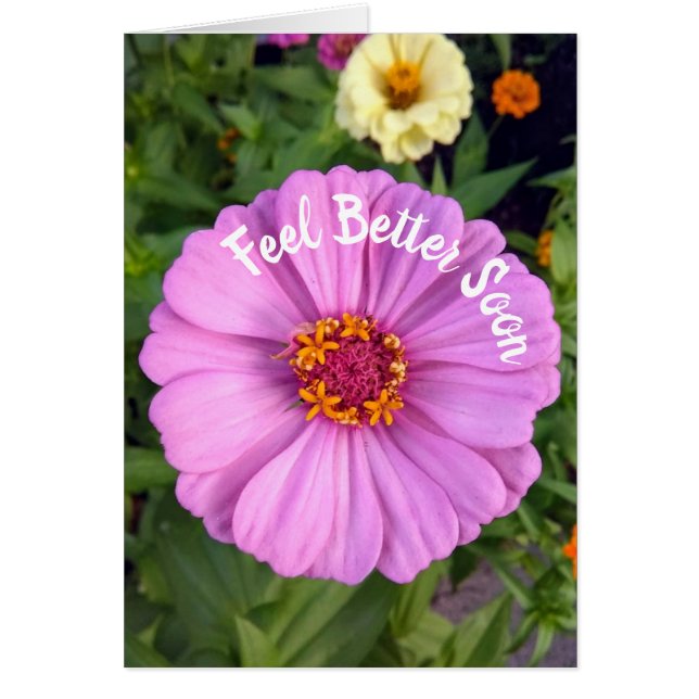 Elégant rose Zinnia Flower Feight Better Card (Devant)
