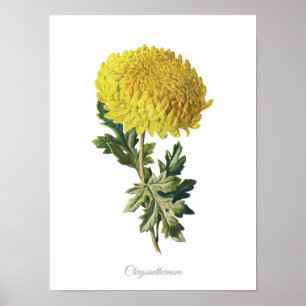 Élégant Vintage Botanique Impression Chrysanthemum
