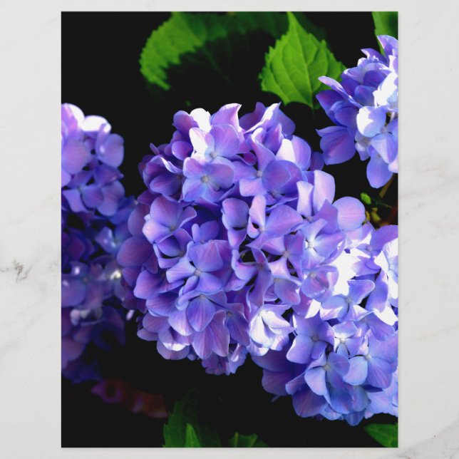 Elégante hydrangée violette fleurie bleu pourpre (Devant)