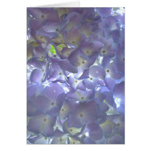 Elégante lumière douce mauve florale mauve hydrang
