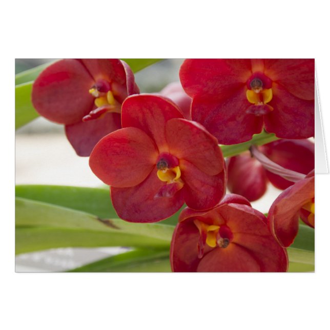 Elégante Orchidée Rouge Photo (Devant Horizontal)