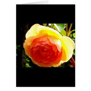 Elégante pêche jaune rose floral d'abricot rouge