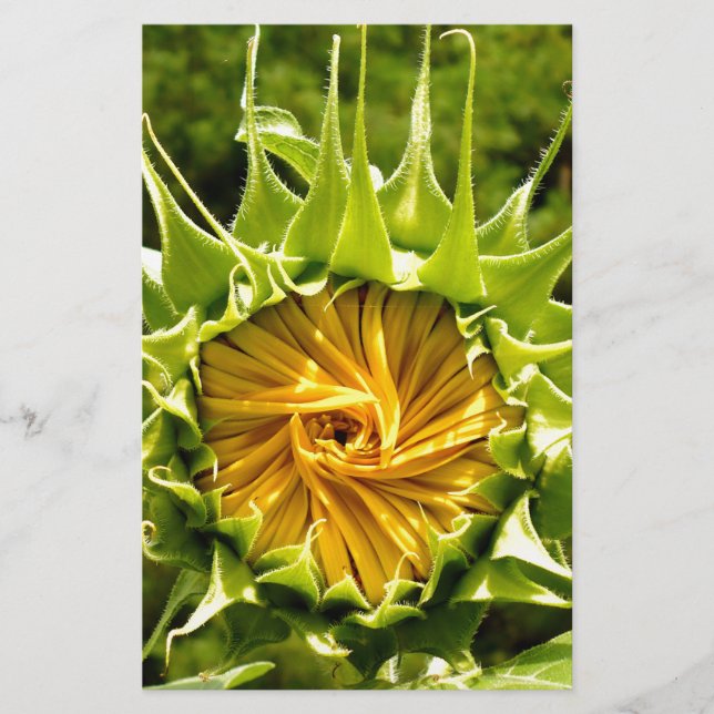 Elégante photo de tournesol jaune (Devant)