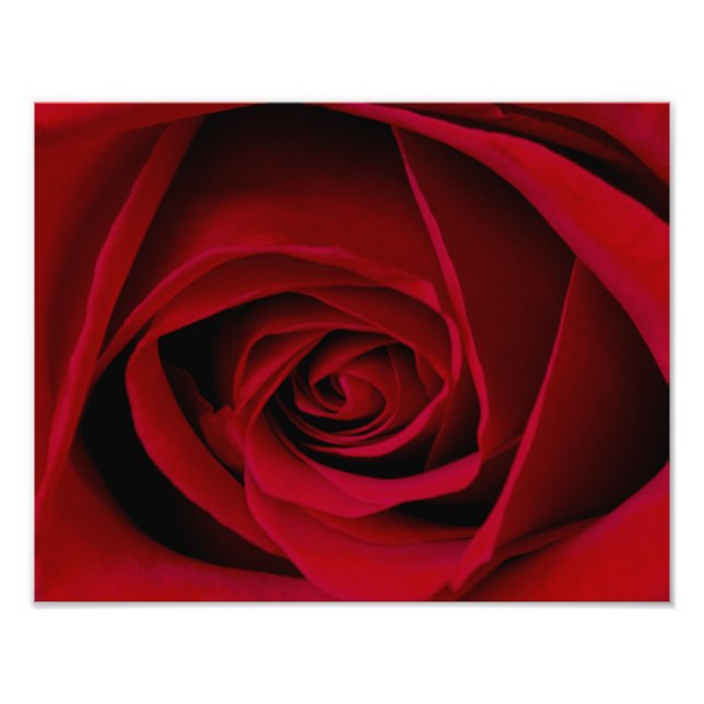 Élégante photo Rose rouge (Devant)
