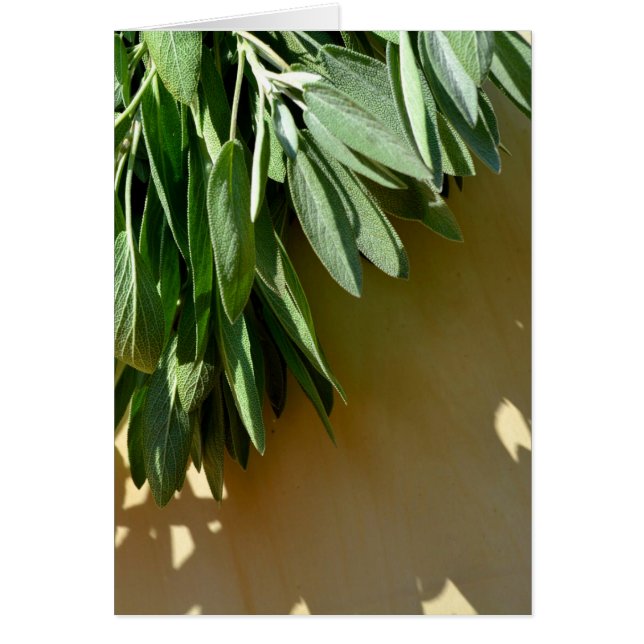 Elégante plante verte feuille sauge (Devant)