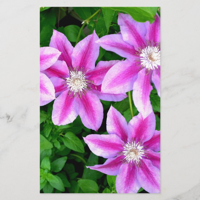 Élégante végétation boho rose (Devant)