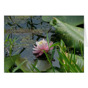 Éléments de coordination de la couche d'eau rose