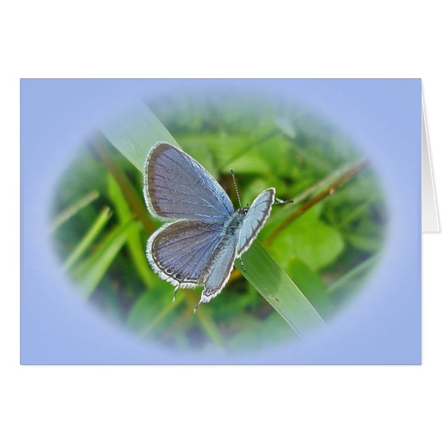 Éléments de coordination du papillon bleu à queue  (Devant horizontal)