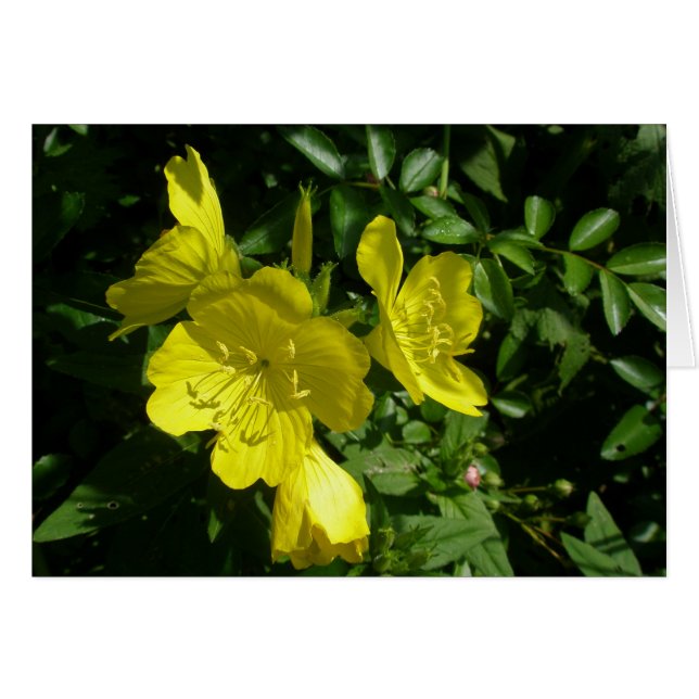Éléments de coordination primmrose Sundrops (Devant horizontal)