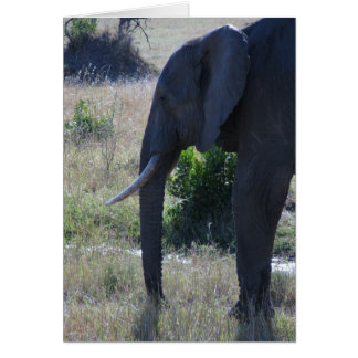 Eléphant