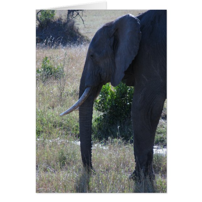Eléphant (Devant)
