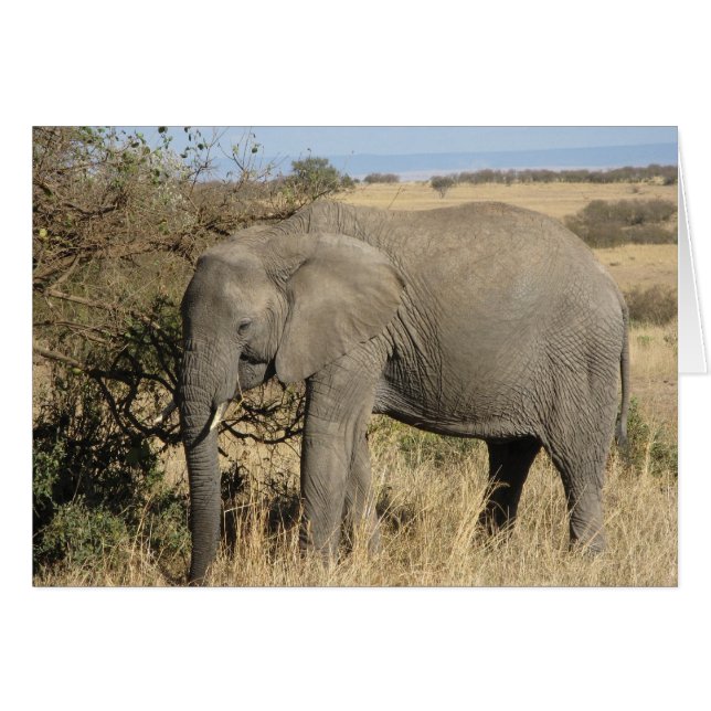 Eléphant (Devant horizontal)