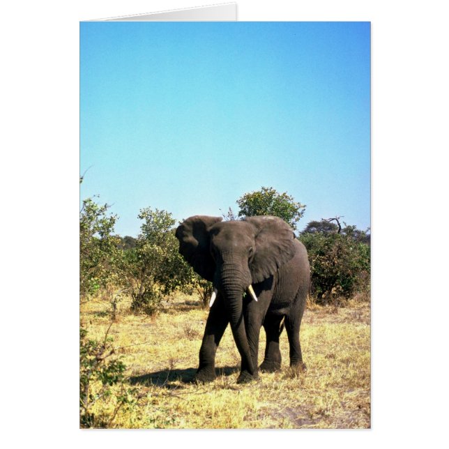 Eléphant africain (Devant)