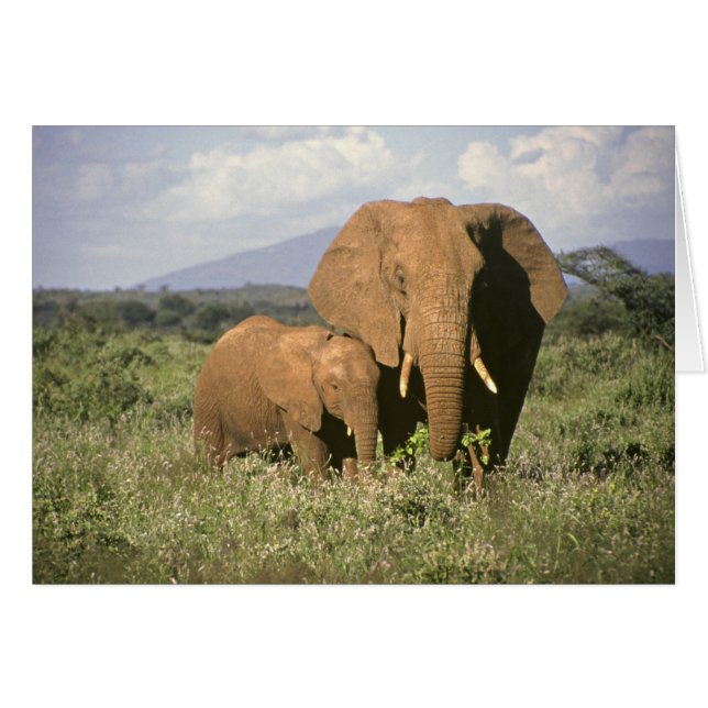 Éléphant africain (Devant Horizontal)